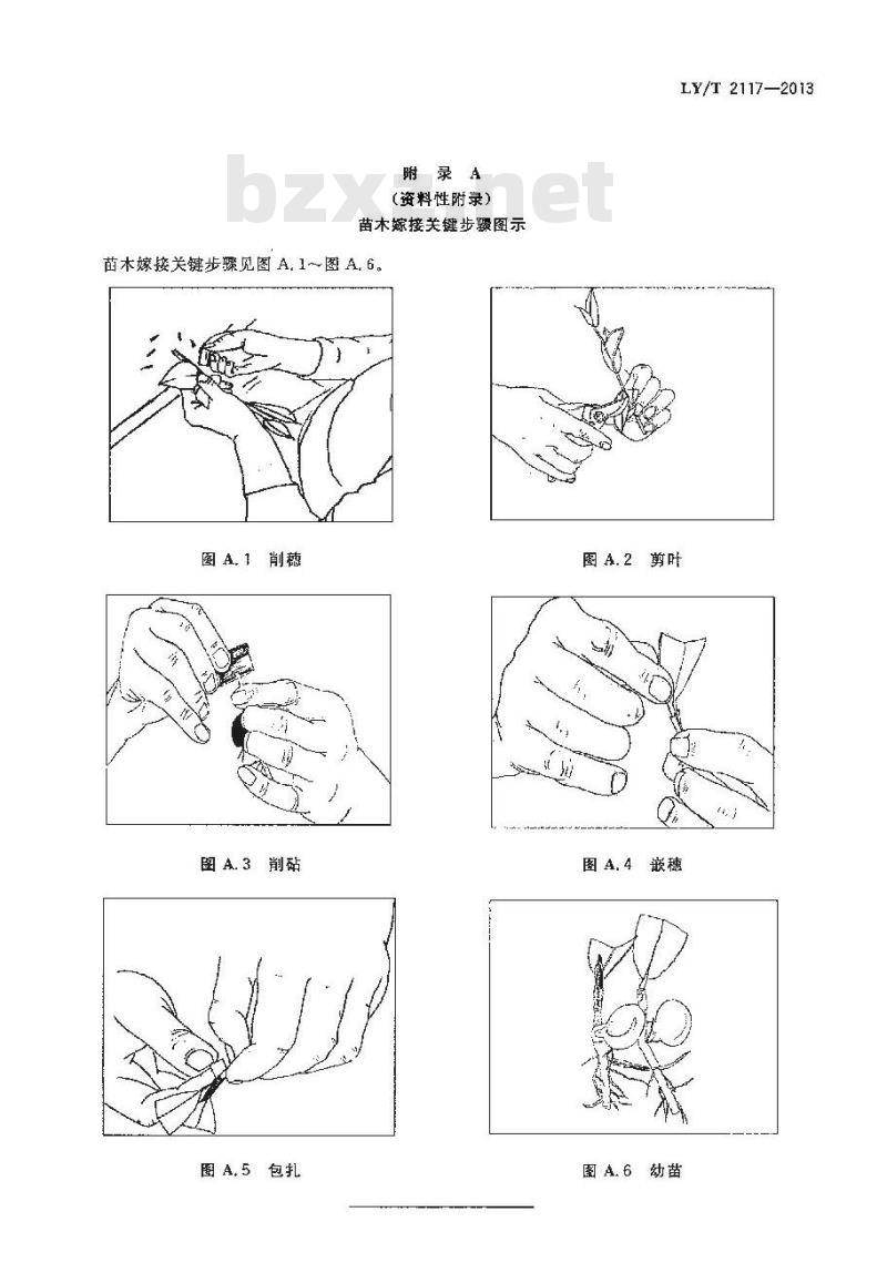 LY/T 2117-2013 油茶无性系芽苗砧嫁接技术规程